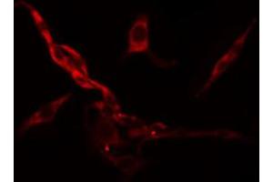 ABIN6274484 staining Hela cells by IF/ICC. (RPS6KC1 antibody  (Internal Region))