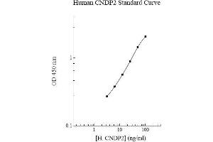 CNDP2 ELISA Kit