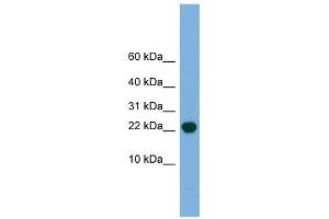 POP5 antibody used at 1 ug/ml to detect target protein.
