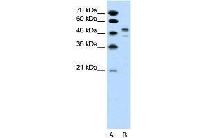 WB Suggested Anti-POU3F2 Antibody Titration:  0. (POU3F2 antibody  (Middle Region))