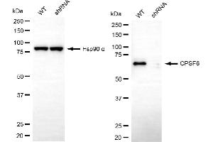 Western blotting analysis using CPSF6 antibody (ABIN7798097). (Recombinant CPSF6 antibody)