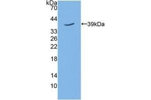 TPBG Antikörper  (AA 34-356)