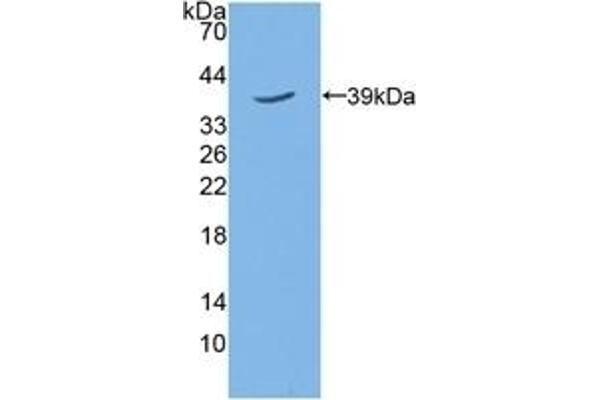 TPBG anticorps  (AA 34-356)