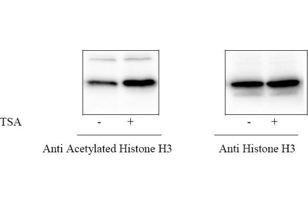 Histone 3 ELISA Kit