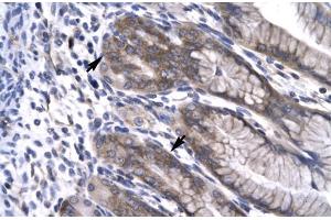 Human Stomach; NPAS1 antibody - C-terminal region in Human Stomach cells using Immunohistochemistry (NPAS1 antibody  (C-Term))