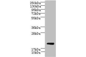 Western blot All lanes: CYBC1 antibody at 1. (CYBC1 (AA 43-187) antibody)