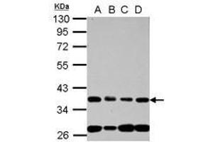 Image no. 1 for anti-Nucleoporin 35kDa (NUP35) (AA 127-326) antibody (ABIN1499882) (NUP35 antibody  (AA 127-326))