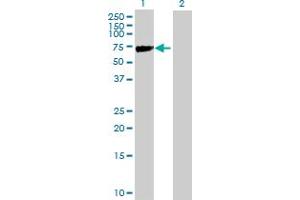 Western Blot analysis of KLHL2 expression in transfected 293T cell line by KLHL2 MaxPab polyclonal antibody. (KLHL2 antibody  (AA 1-593))