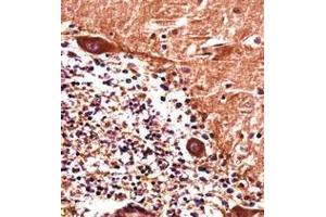Immunohistochemistry analysis in formalin fixed and paraffin embedded human cerebellum tissue reacted with  PJA1 / RNF70 Antibody (N-term) followed which was peroxidase conjugated to the secondary antibody and followed by DAB staining. (PJA1 antibody  (N-Term))