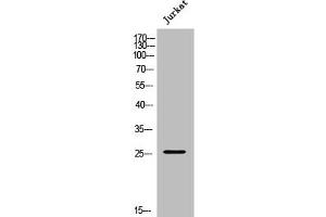 Western Blotting (WB) image for anti-Apolipoprotein B mRNA Editing Enzyme, Catalytic Polypeptide-Like 3A (APOBEC3A) (Internal Region) antibody (ABIN7185874)
