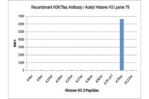 The recombinant H3K79ac antibody specifically reacts to Histone H3 acetylated at Lysine 79 (K79ac).