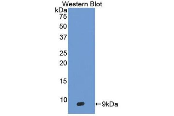 DEFB103A antibody  (AA 23-67)