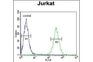 HNRPL Antibody (Center) (ABIN650774 and ABIN2839554) flow cytometric analysis of Jurkat cells (right histogram) compared to a negative control cell (left histogram). (HNRNPL antibody  (AA 249-277))