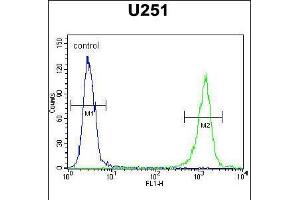 Flow cytometric analysis of U251 cells (right histogram) compared to a negative control cell (left histogram). (GPAA1 antibody  (N-Term))