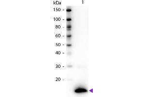 Western blot of Biotin conjugated Rabbit Anti-TSLP primary antibody. (Thymic Stromal Lymphopoietin antibody  (Biotin))