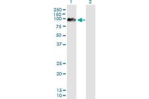 Western Blot analysis of ARMCX2 expression in transfected 293T cell line by ARMCX2 MaxPab polyclonal antibody. (ARMCX2 antibody  (AA 1-632))