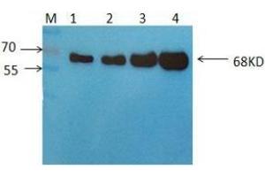 Western Blot: Detection of 68KDa Albumin in Human Serum using Mouse anti-Human Albumin antibody S4D6 at 2 μg/ml. (Albumin antibody)