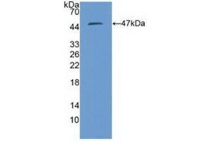 PSMD13 anticorps  (AA 1-378)