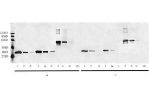 Lane 1-3: 2 µL, 0. (HA-Tag antibody  (HRP))