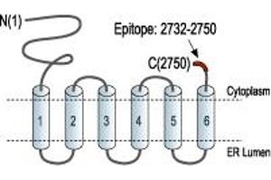 Representative domain view of the target of ABIN7043287.