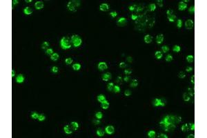 Immunofluorescence (IF) image for anti-alpha-Fetoprotein (AFP) (AA 19-397) antibody (ABIN2716010) (alpha Fetoprotein antibody  (AA 19-397))