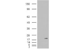 Image no. 2 for anti-Phospholipase A2, Group IB (PLA2G1B) (C-Term) antibody (ABIN374873) (PLA2G1B antibody  (C-Term))