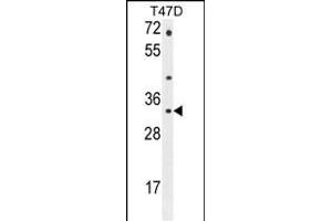 CTSZ Antibody (N-term) (ABIN655068 and ABIN2844698) western blot analysis in T47D cell line lysates (35 μg/lane). (Cathepsin Z antibody  (N-Term))