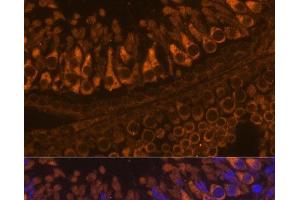 Immunofluorescence analysis of Rat testis using ELSPBP1 Polyclonal Antibody at dilution of 1:100. (ELSPBP1 antibody)