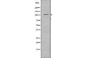 Western blot analysis of extracts from COS-7 cells, treated with insulin (0. (FUK antibody  (N-Term))