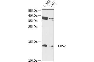 Western blot analysis of extracts of various cell lines, using G0S2 antibody (ABIN6134774, ABIN6140855, ABIN6140857 and ABIN6218381) at 1:1000 dilution. (G0S2 antibody  (AA 1-100))