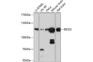 Western blot analysis of extracts of various cell lines, using BICD2 antibody (ABIN6131252, ABIN6137555, ABIN6137556 and ABIN6214489) at 1:1000 dilution. (BICD2 antibody  (AA 440-620))