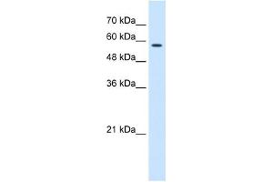 CCT8 antibody used at 0.