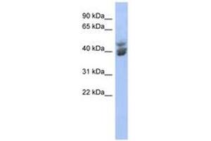 Image no. 1 for anti-Kruppel-Like Factor 2 (Lung) (KLF2) (C-Term) antibody (ABIN6742836) (KLF2 antibody  (C-Term))