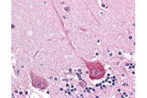 Anti-DLGAP2 antibody IHC of human brain, cerebellum. (DLGAP2 antibody  (Internal Region))
