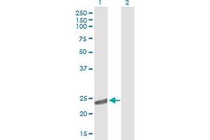 Western Blot analysis of CRYBA2 expression in transfected 293T cell line by CRYBA2 MaxPab polyclonal antibody.
