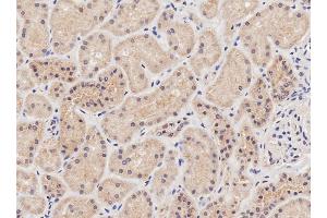 ABIN570861 (2µg/ml) staining of paraffin embedded Human Kidney.