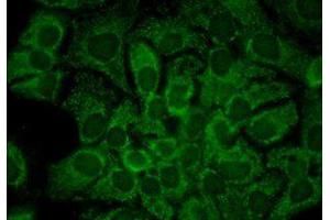 Hsp90 alpha Immunofluorescence. (HSP90AA1 antibody)