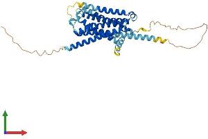 AlphaFold protein structure predicition of Mouse Recombinant Htr1d Protein, UniprotID Q61224 (5HT1D Protein (AA 1-374) (His tag))