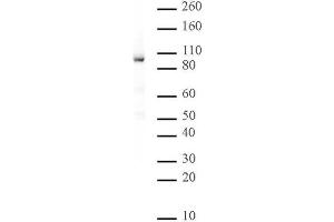 Rad21 antibody (mAb) tested by Western blot. (RAD21 antibody  (N-Term))