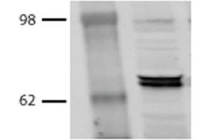 Western Blot analysis of Bovine MDBK cell lysates showing detection of Hsp70 protein using Mouse Anti-Hsp70 Monoclonal Antibody, Clone BB70 . (HSP70/HSC70 antibody  (Atto 390))