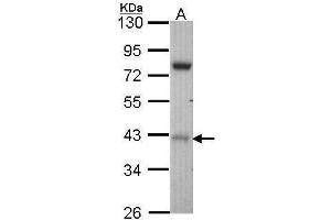 WB Image Sample (30 ug of whole cell lysate) A: Hep G2 , 10% SDS PAGE antibody diluted at 1:1000 (STK17A antibody)