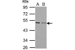 CXCR7 antibody
