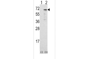 Western blot analysis of CAMKK1 using rabbit polyclonal CAMKK1 Antibody using 293 cell lysates (2 ug/lane) either nontransfected (Lane 1) or transiently transfected with the CAMKK1 gene (Lane 2). (CAMKK1 antibody  (AA 337-369))