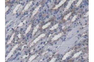 Detection of POFUT1 in Mouse Kidney Tissue using Polyclonal Antibody to Protein O-Fucosyltransferase 1 (POFUT1) (POFUT1 antibody  (AA 243-393))