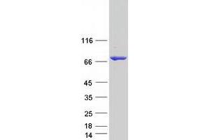 Validation with Western Blot (MTMR14 Protein (Transcript Variant 1) (Myc-DYKDDDDK Tag))