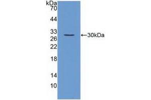 Western blot analysis of recombinant Mouse FGF23.