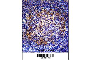 PAX5 Antibody immunohistochemistry analysis in formalin fixed and paraffin embedded human tonsil tissue followed by peroxidase conjugation of the secondary antibody and DAB staining.