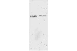 Image no. 3 for anti-Glutathione S Transferase (GST) antibody (ABIN226631) (GST antibody)