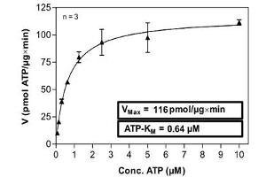 Image no. 1 for C-Abl Oncogene 1, Non-Receptor tyrosine Kinase (ABL1) (Glu255Lys-Mutant) (Active) protein (ABIN5569780)
