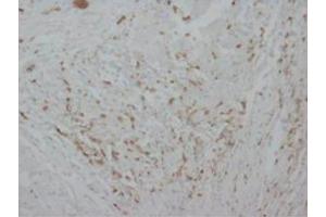 Immunohistochemical analysis of paraffin embedded Human tissue sections (ovary) using Myeloperoxidase antibody (Myeloperoxidase antibody  (C-Term))